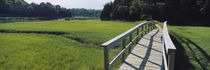 Boardwalk in a field, Nauset Marsh, Cape Cod, Massachusetts, USA by Panoramic Images