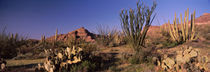 Panorama Print - Organ Pipe Cactus National Monument, Arizona, USA von Panoramic Images