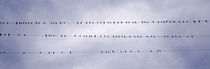 USA, California, Flock of birds sitting on power line by Panoramic Images