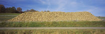 Heap Of Sugar Beets In A Field, Stuttgart, Baden-Württemberg, Germany von Panoramic Images