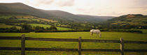 Horse in a field, Enniskerry, County Wicklow, Republic Of Ireland by Panoramic Images