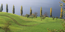 Switzerland, Lake Zug, View of a row of Poplar Trees von Panoramic Images