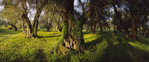 Olive trees on a landscape, Corfu, Ionian Islands, Greece von Panoramic Images