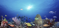 School of fish swimming in the sea by Panoramic Images
