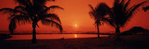 Silhouette of palm trees on the beach at dusk, Lydgate Park, Kauai, Hawaii, USA von Panoramic Images