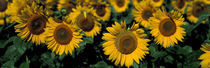 Sunflowers ND USA von Panoramic Images