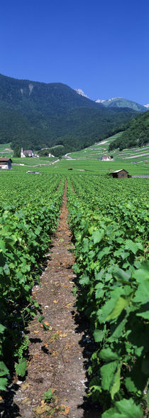 Path In A Vineyard, Valais, Switzerland by Panoramic Images