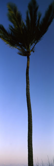 Low angle view of a palm tree, Kenya von Panoramic Images