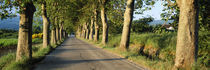 Trees along a road, Vaucluse, Provence, France von Panoramic Images