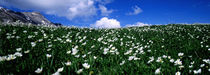 White flowers in a field, French Riviera, Provence-Alpes-Cote d'Azur, France by Panoramic Images