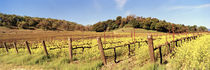 Mustard flowers in a field, Napa Valley, California, USA by Panoramic Images