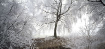 Birch trees covered with snow, Switzerland by Panoramic Images