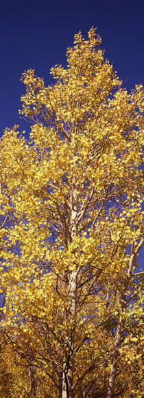 Low angle view of aspen trees in autumn, Colorado, USA by Panoramic Images