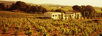 Farmhouses in a vineyard, Penedes, Catalonia, Spain von Panoramic Images