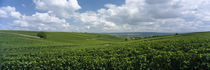 Clouds over vineyards, Mainz, Rhineland-Palatinate, Germany von Panoramic Images