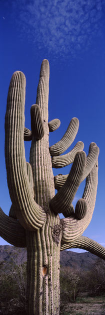 Saguaro National Park, Tucson, Arizona, USA by Panoramic Images