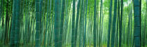 Bamboo Forest, Sagano, Kyoto, Japan von Panoramic Images