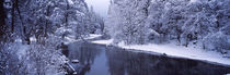 Snow covered trees along a river, Yosemite National Park, California, USA by Panoramic Images