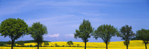 Trees in a rape field, Holstein, Germany von Panoramic Images