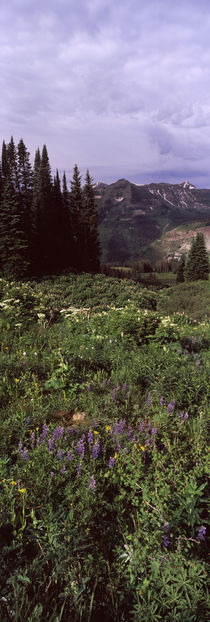 Forest, Washington Gulch Trail, Crested Butte, Gunnison County, Colorado, USA by Panoramic Images