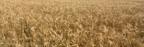 Wheat crop in a field, Otter Tail County, Minnesota, USA von Panoramic Images