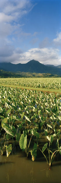 Taro crop in a field, Hanalei Valley, Kauai, Hawaii, USA by Panoramic Images