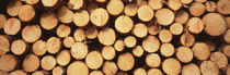  Marked Wood In A Timber Industry, Schwarzwald, Germany von Panoramic Images