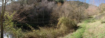 Bushes at the riverside, Seville, Seville Province, Andalusia, Spain by Panoramic Images