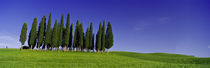 Trees on a landscape, Val D'Orcia, Siena Province, Tuscany, Italy von Panoramic Images