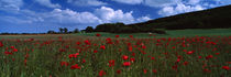 Flowers On A Field, Staxton, North Yorkshire, England, United Kingdom by Panoramic Images