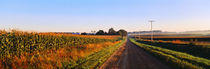 Road Along Rural Cornfield, Illinois, USA by Panoramic Images