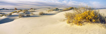 Desert plants in a desert, White Sands National Monument, New Mexico, USA by Panoramic Images