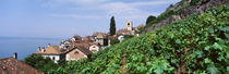 Vineyards, St. Saphorin, Switzerland von Panoramic Images