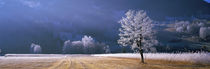 Trees With Frost, Franstanz, Tyrol, Austria by Panoramic Images