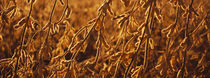 Close-up of ripe soybeans, Minnesota, USA von Panoramic Images