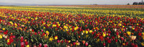 Tulip Field, Willamette Valley, Oregon, USA von Panoramic Images