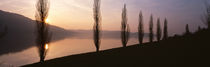 Trees along a lake, Lake Zug, Switzerland von Panoramic Images