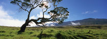 Koa Tree On A Landscape, Mauna Kea, Big Island, Hawaii, USA von Panoramic Images