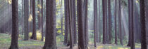 Trees in the forest, South Bohemia, Czech Republic by Panoramic Images