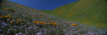 Wildflowers on a hillside, California, USA von Panoramic Images