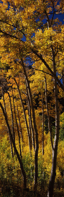 Aspen trees in autumn, Colorado, USA by Panoramic Images