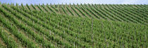  Vineyards, Germany von Panoramic Images