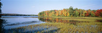 Trees in a forest at the lakeside, Ontario, Canada by Panoramic Images