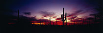 Saguaro National Monument, Arizona, USA by Panoramic Images