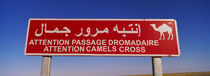 Low angle view of a camel crossing signboard, Douz, Tunisia by Panoramic Images