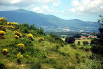 Yellow Flowers of Tuscany von Julie Hewitt