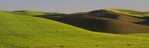 Wheat Field On A Landscape, Whitman County, Washington State, USA by Panoramic Images