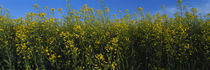 Canola flowers in a field, Edmonton, Alberta, Canada von Panoramic Images