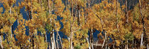 June Lake Loop, Eastern Sierra, California, USA by Panoramic Images