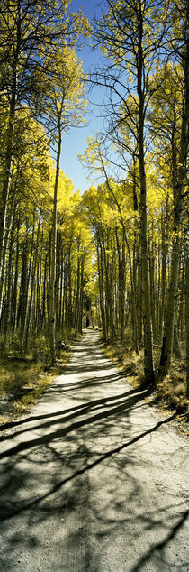 Aspen trees in a forest, Californian Sierra Nevada, California, USA von Panoramic Images